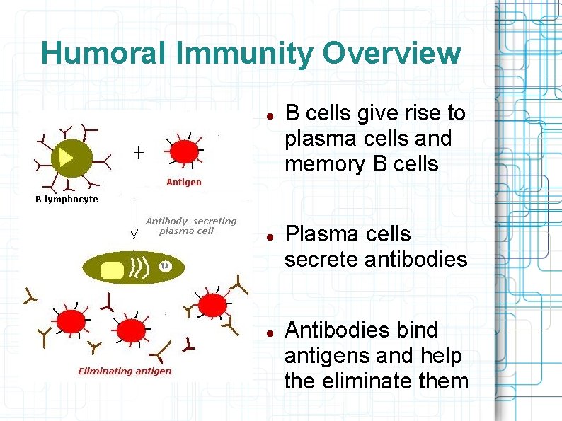Humoral Immunity Overview B cells give rise to plasma cells and memory B cells