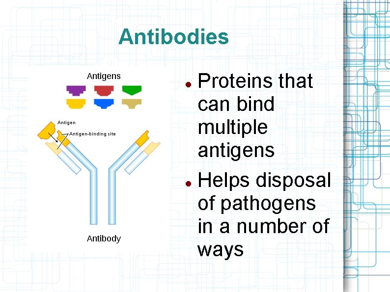 Antibodies Proteins that can bind multiple antigens Helps disposal of pathogens in a number