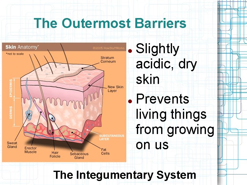 The Outermost Barriers Slightly acidic, dry skin Prevents living things from growing on us