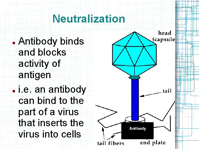 Neutralization Antibody binds and blocks activity of antigen i. e. an antibody can bind