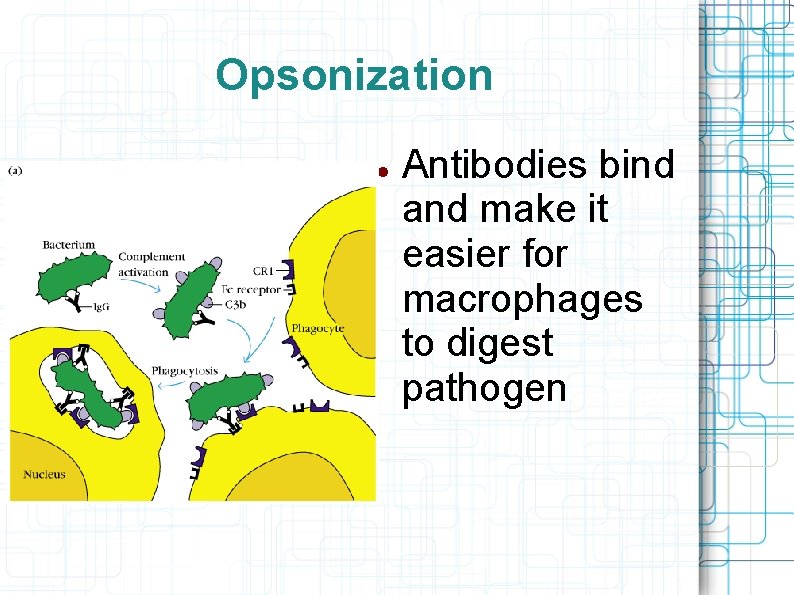 Opsonization Antibodies bind and make it easier for macrophages to digest pathogen 