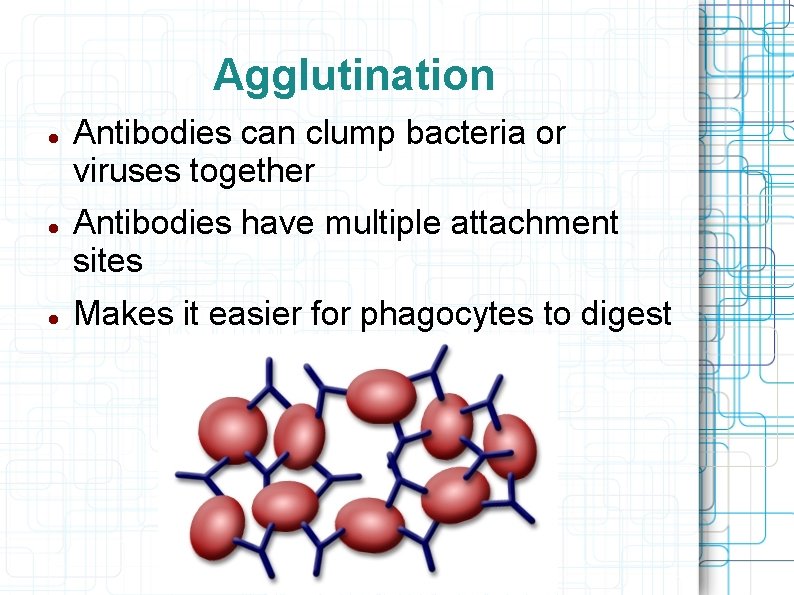 Agglutination Antibodies can clump bacteria or viruses together Antibodies have multiple attachment sites Makes