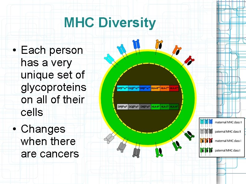 MHC Diversity • Each person has a very unique set of glycoproteins on all