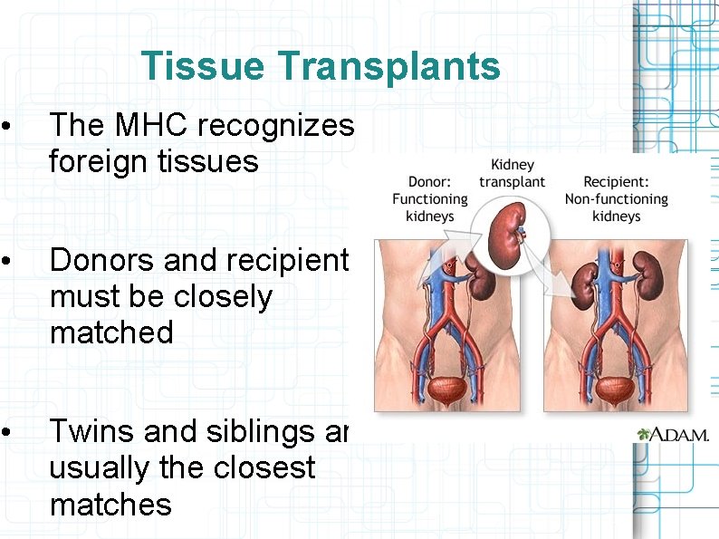 Tissue Transplants • The MHC recognizes foreign tissues • Donors and recipients must be