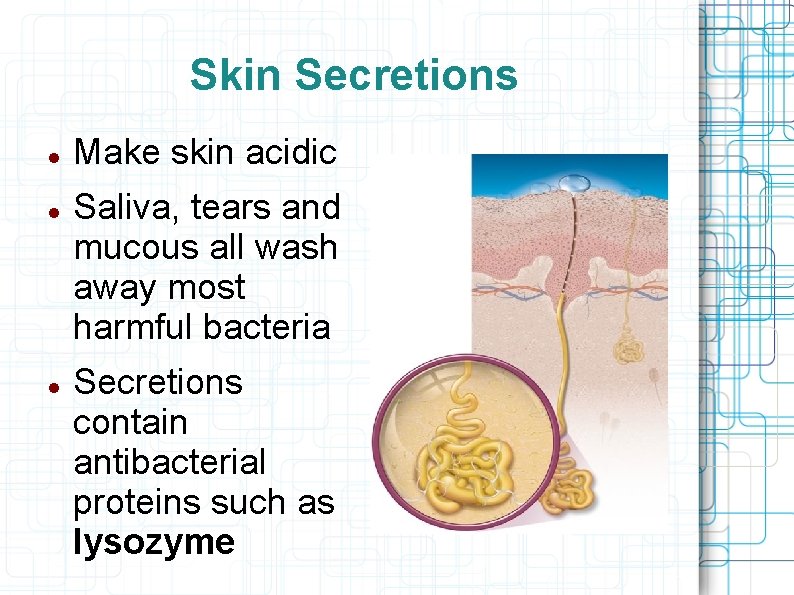 Skin Secretions Make skin acidic Saliva, tears and mucous all wash away most harmful