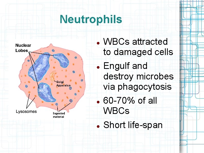 Neutrophils WBCs attracted to damaged cells Engulf and destroy microbes via phagocytosis 60 -70%