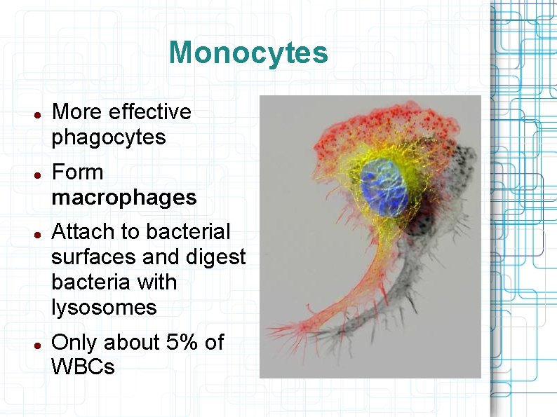 Monocytes More effective phagocytes Form macrophages Attach to bacterial surfaces and digest bacteria with