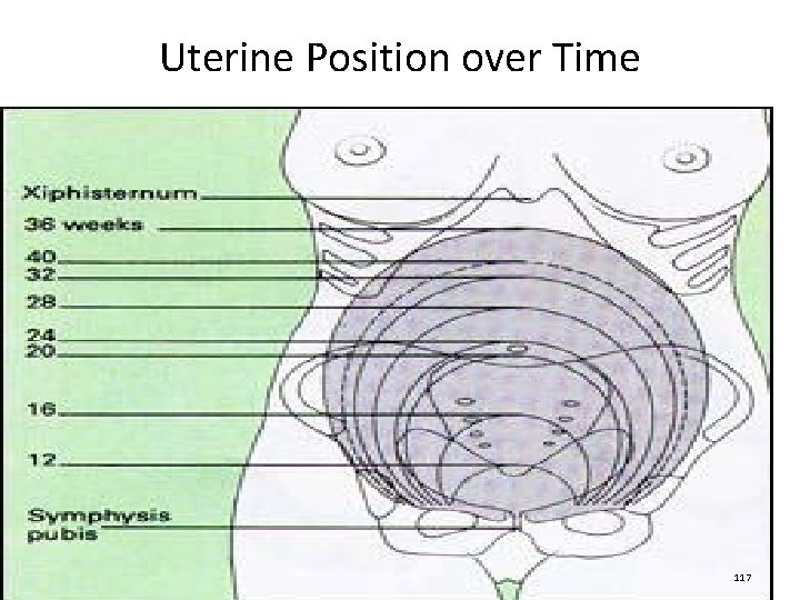 Uterine Position over Time 10/17/2021 117 
