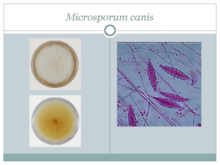 Microsporum canis 