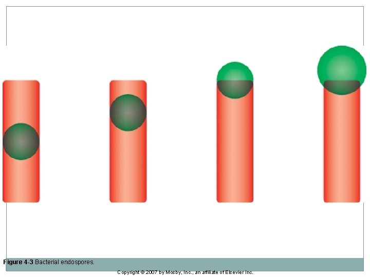 Figure 4 -3 Bacterial endospores. Copyright © 2007 by Mosby, Inc. , an affiliate