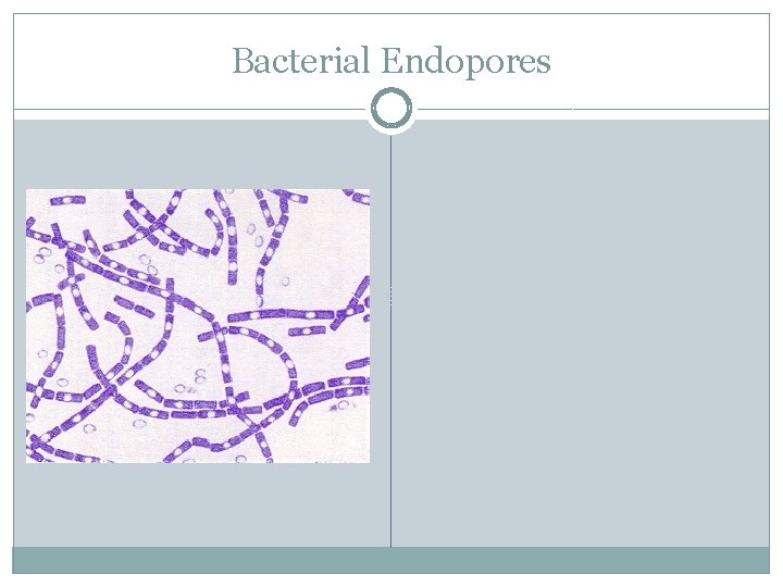 Bacterial Endopores 