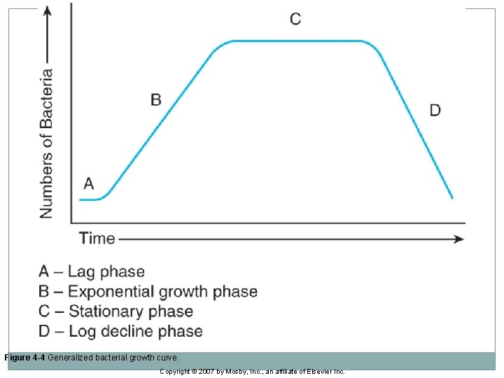 Figure 4 -4 Generalized bacterial growth curve. Copyright © 2007 by Mosby, Inc. ,