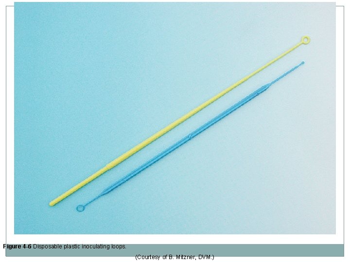 Figure 4 -6 Disposable plastic inoculating loops. (Courtesy of B. Mitzner, DVM. ) 