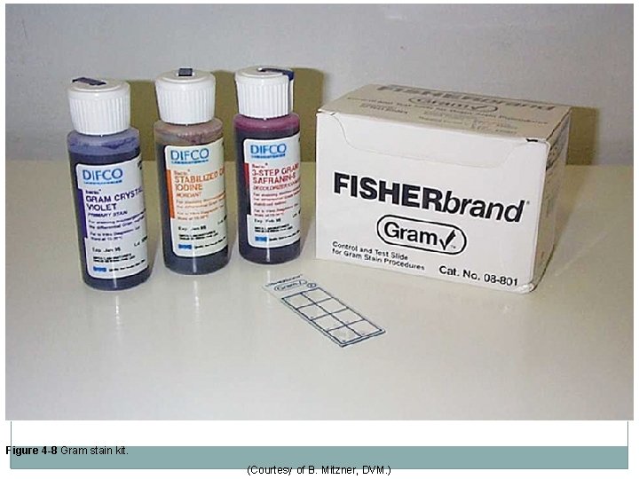 Figure 4 -8 Gram stain kit. (Courtesy of B. Mitzner, DVM. ) 