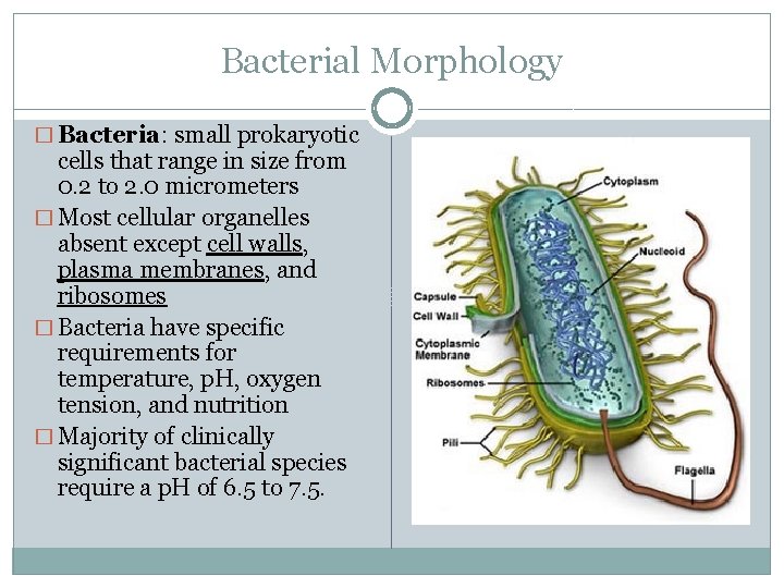 Bacterial Morphology � Bacteria: small prokaryotic cells that range in size from 0. 2