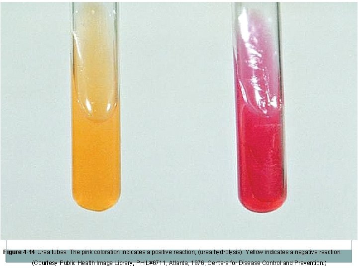 Figure 4 -14 Urea tubes. The pink coloration indicates a positive reaction, (urea hydrolysis).