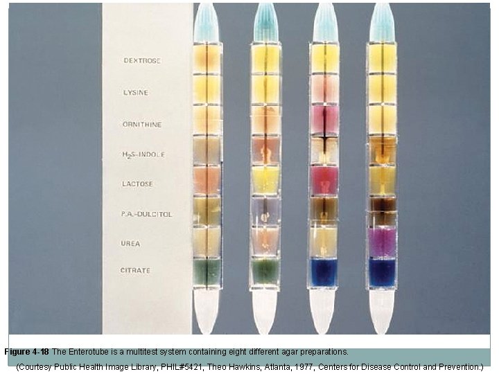 Figure 4 -18 The Enterotube is a multitest system containing eight different agar preparations.