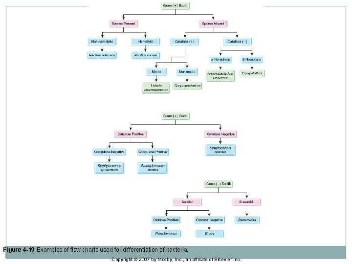 Figure 4 -19 Examples of flow charts used for differentiation of bacteria. Copyright ©