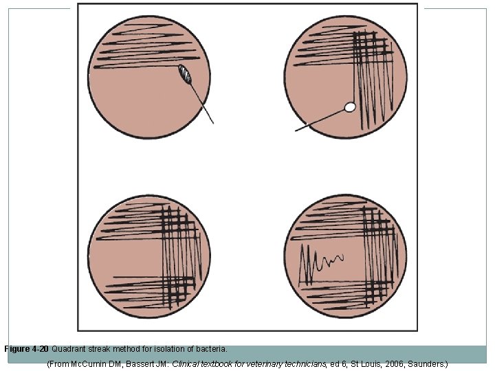 Figure 4 -20 Quadrant streak method for isolation of bacteria. (From Mc. Curnin DM,