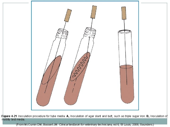 Figure 4 -21 Inoculation procedure for tube media. A, Inoculation of agar slant and