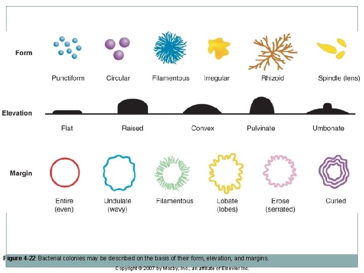 Figure 4 -22 Bacterial colonies may be described on the basis of their form,