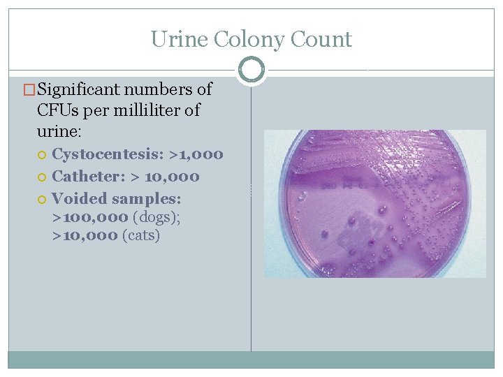 Urine Colony Count �Significant numbers of CFUs per milliliter of urine: Cystocentesis: >1, 000