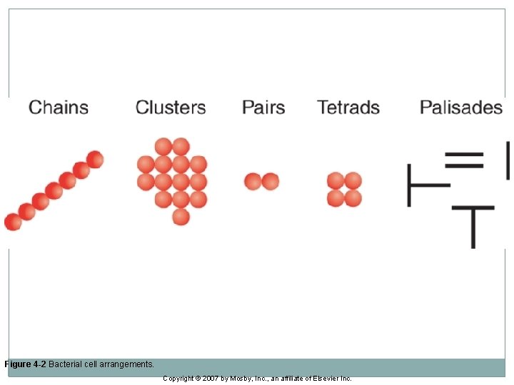 Figure 4 -2 Bacterial cell arrangements. Copyright © 2007 by Mosby, Inc. , an