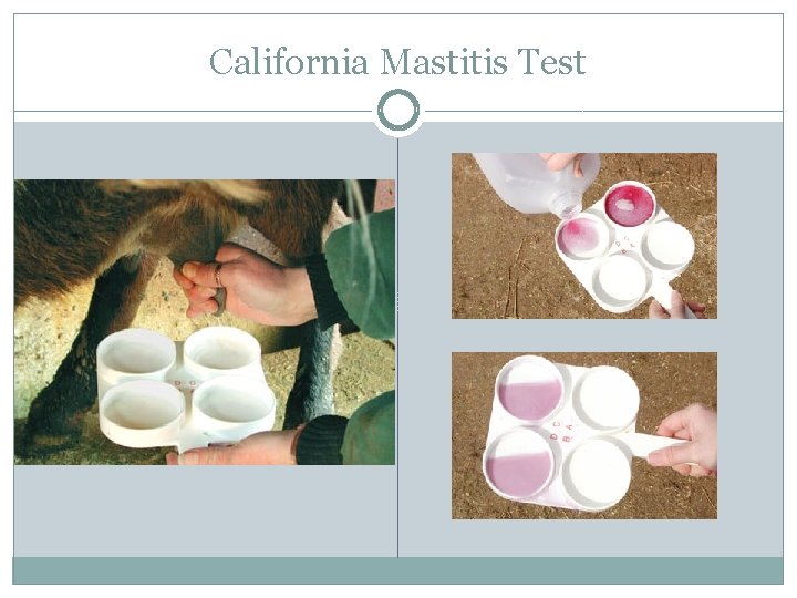 California Mastitis Test 
