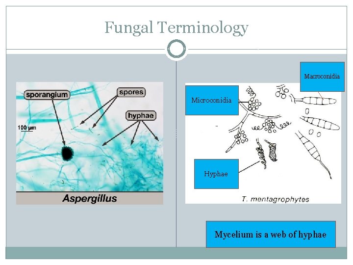 Fungal Terminology Macroconidia Microconidia Hyphae Mycelium is a web of hyphae 