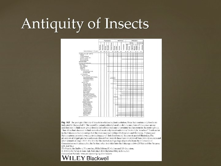 Antiquity of Insects 