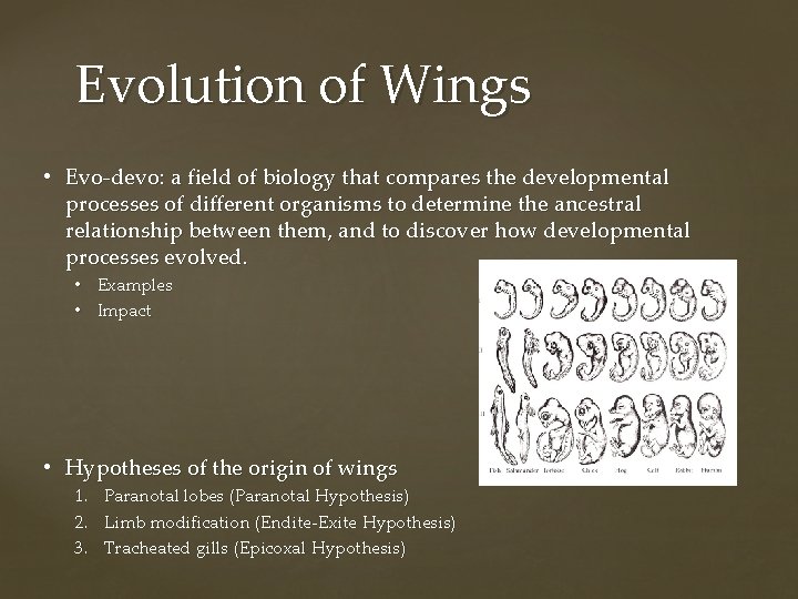 Evolution of Wings • Evo-devo: a field of biology that compares the developmental processes