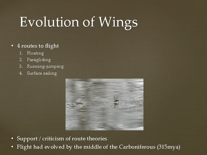 Evolution of Wings • 4 routes to flight 1. 2. 3. 4. Floating Paragliding