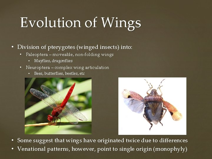 Evolution of Wings • Division of pterygotes (winged insects) into: • Paleoptera – moveable,