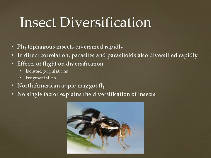 Insect Diversification • • • Phytophagous insects diversified rapidly In direct correlation, parasites and