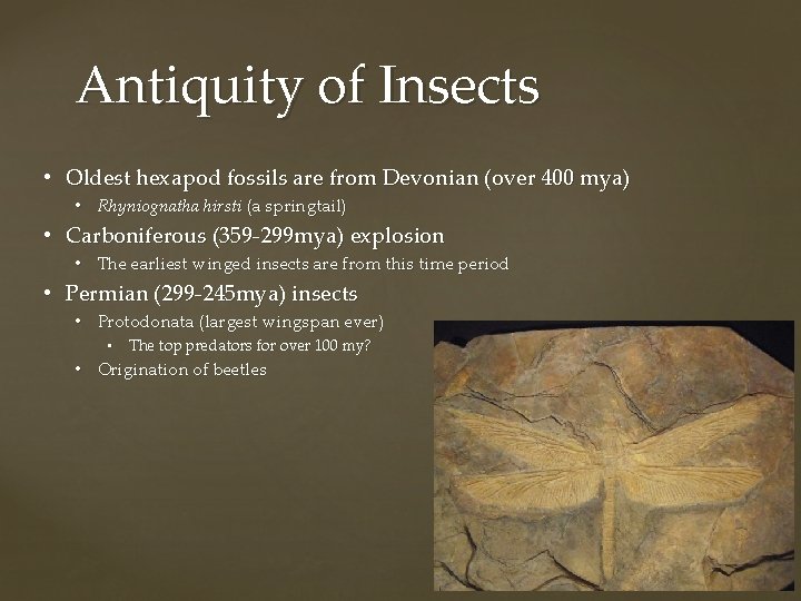 Antiquity of Insects • Oldest hexapod fossils are from Devonian (over 400 mya) •