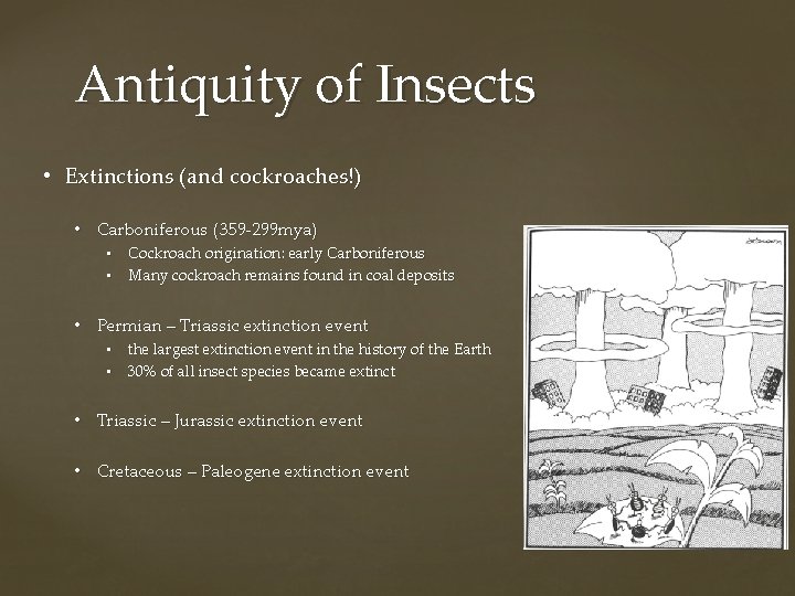 Antiquity of Insects • Extinctions (and cockroaches!) • Carboniferous (359 -299 mya) • Cockroach