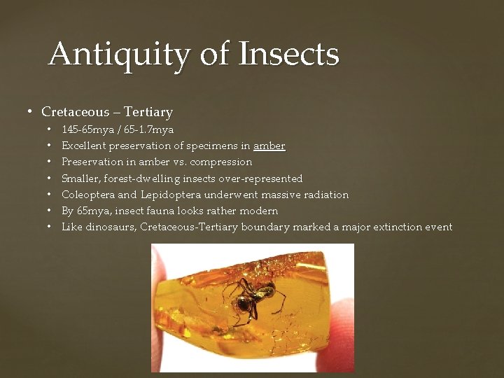 Antiquity of Insects • Cretaceous – Tertiary • • 145 -65 mya / 65