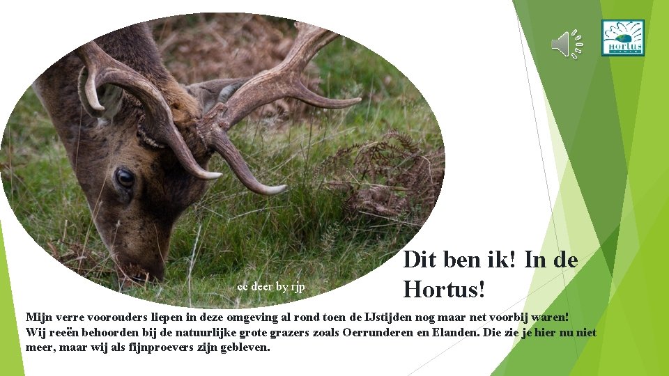 cc deer by rjp Dit ben ik! In de Hortus! Mijn verre voorouders liepen