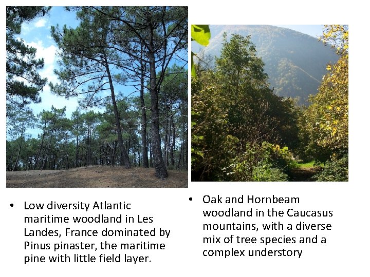  • Low diversity Atlantic maritime woodland in Les Landes, France dominated by Pinus