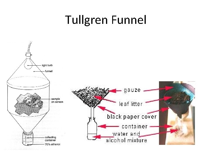 Tullgren Funnel 