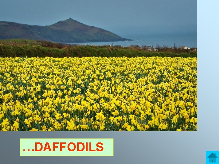 …DAFFODILS 