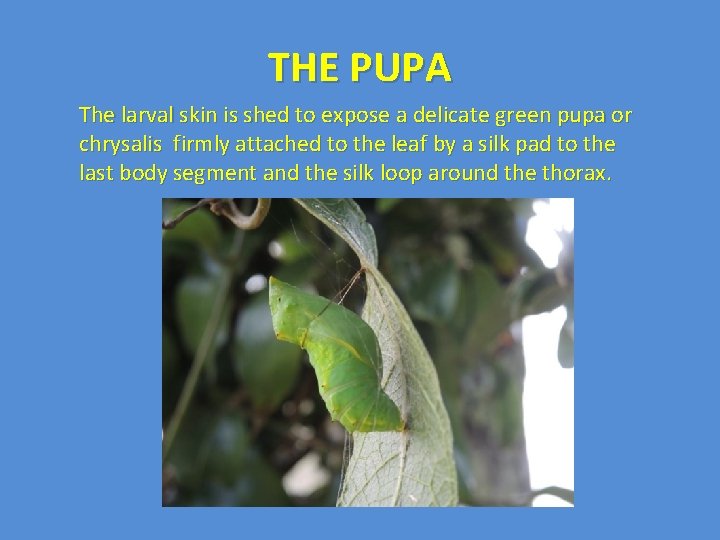 THE PUPA The larval skin is shed to expose a delicate green pupa or