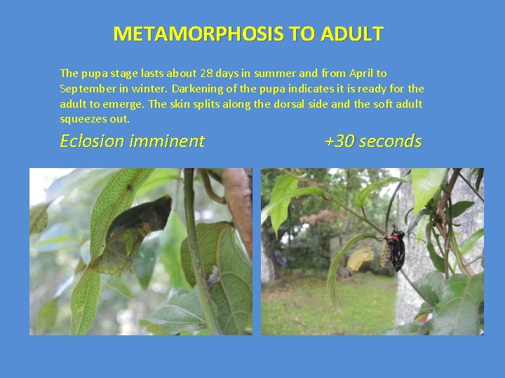 METAMORPHOSIS TO ADULT The pupa stage lasts about 28 days in summer and from