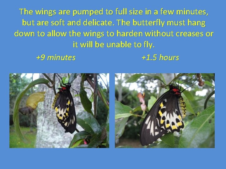 The wings are pumped to full size in a few minutes, but are soft