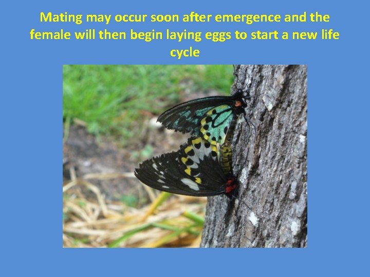 Mating may occur soon after emergence and the female will then begin laying eggs
