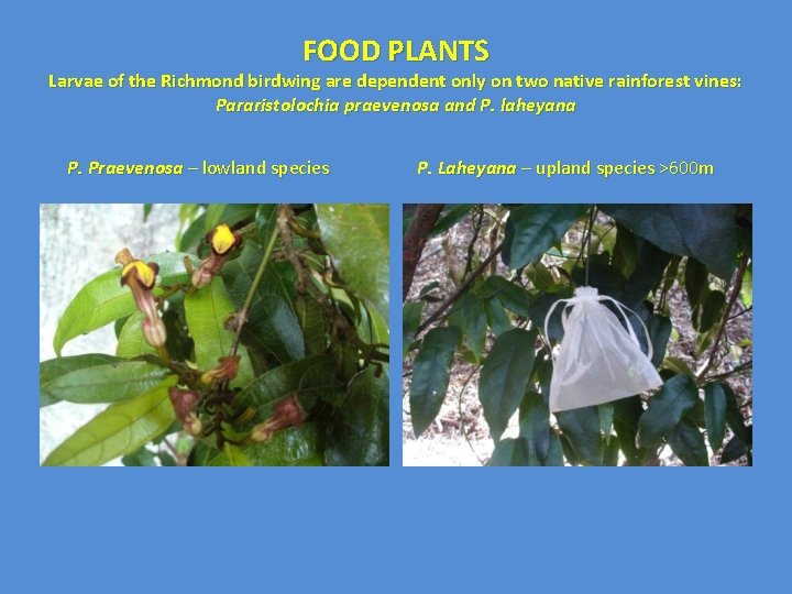 FOOD PLANTS Larvae of the Richmond birdwing are dependent only on two native rainforest