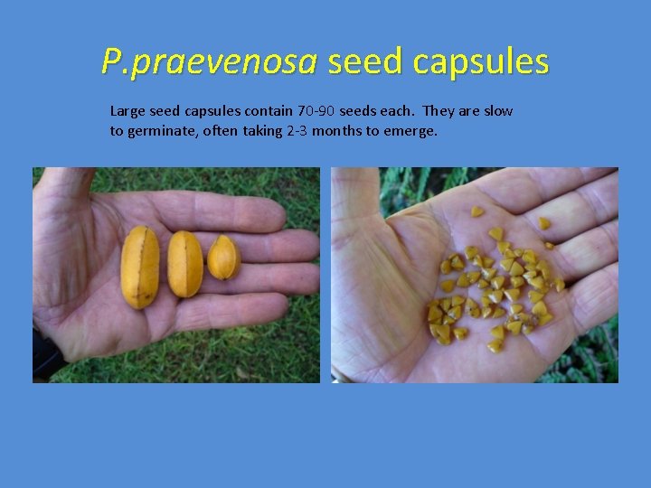 P. praevenosa seed capsules Large seed capsules contain 70 -90 seeds each. They are