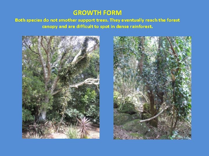 GROWTH FORM Both species do not smother support trees. They eventually reach the forest