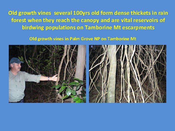 Old growth vines several 100 yrs old form dense thickets in rain forest when