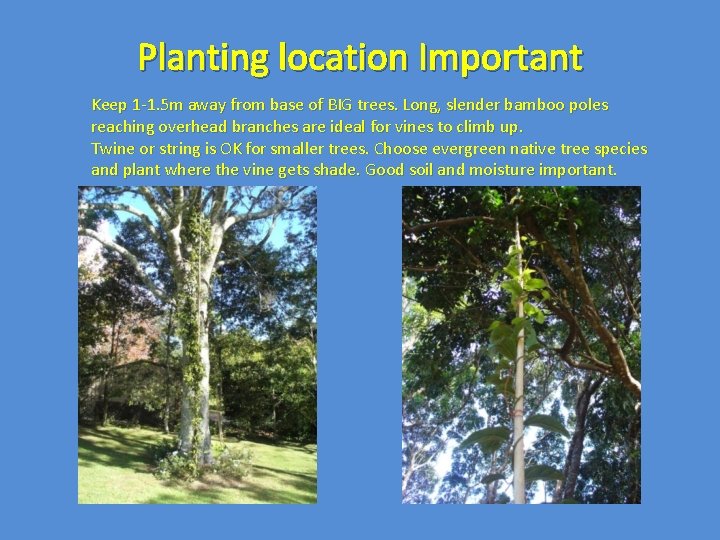 Planting location Important Keep 1 -1. 5 m away from base of BIG trees.